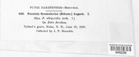 Puccinia grossulariae image